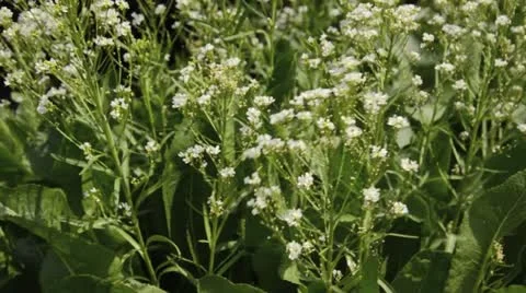 Horseradish (Armoracia rusticana) Stock Footage