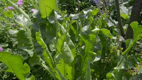 Horseradish in the garden Stock Footage 249893886