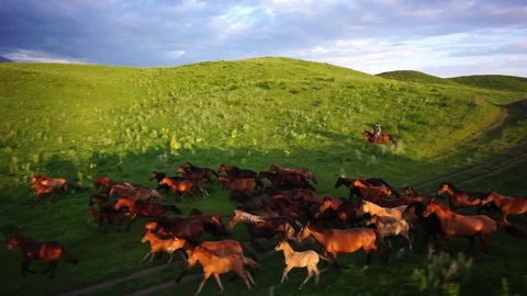 Horses 001 Stock Footage 82535279