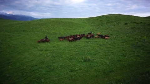 Horses 001 Stock Footage 82540382