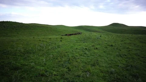 Horses 001 Stock Footage 82540559