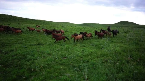 Horses 001 Stock Footage 82540567
