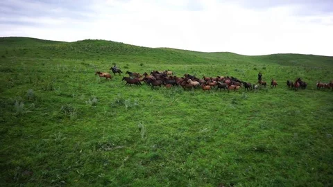 Horses 001 Stock Footage 82540737