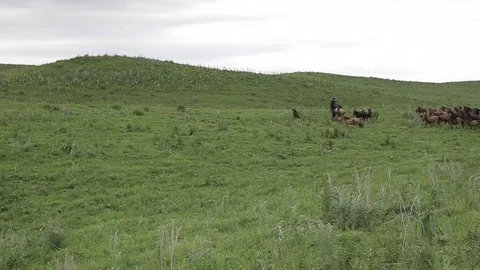 Horses 001 Stock Footage 82540821