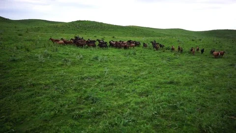 Horses 001 Stock Footage 82540893