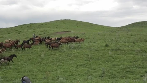 Horses 001 Stock Footage 82540904