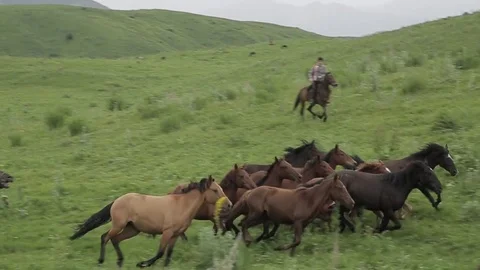Horses 001 Stock Footage 82540981