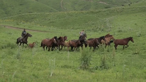 Horses 001 Stock Footage 82540987