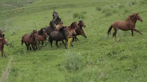 Horses 001 Stock Footage 82541068