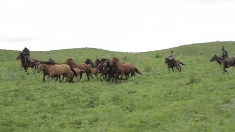 Horses 001 Stock Footage 82541072
