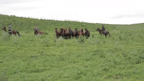 Horses 001 Stock Footage 82541140