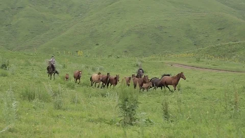 Horses 001 Video stock 82541146
