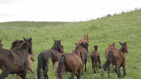 Horses 001 Stock-Footage 82541187