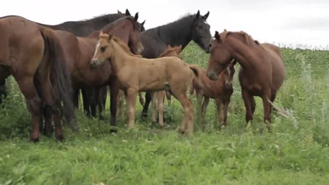 Horses 001 Stock Footage 82541211
