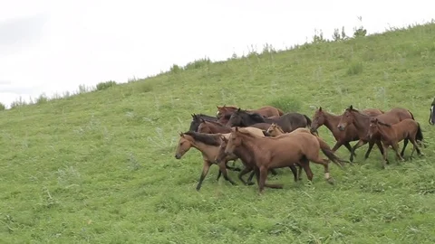 Horses 001 Stock Footage 82541247