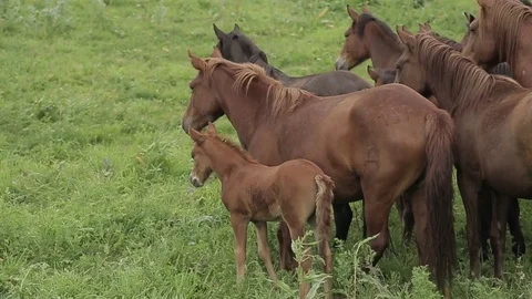 Horses 001 Stock Footage 82541275
