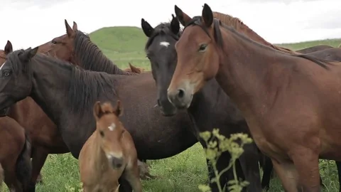 Horses 001 Stock Footage 82541345
