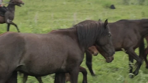 Horses 001 Stock Footage 82541346