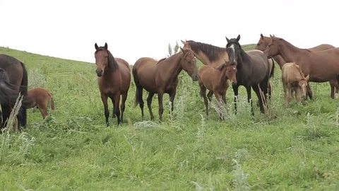 Horses 001 Stock Footage 82541460