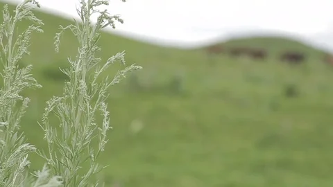 Horses 001 Stock-Footage 82541462