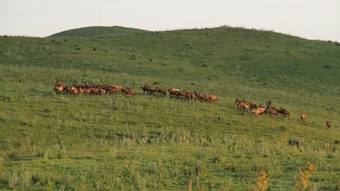 Horses 001 Video stock 82541541