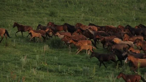 Horses 001 Video stock 82541585