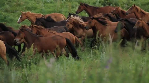 Horses 001 Stock Footage 82541591