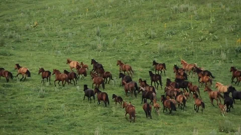 Horses 001 Stock Footage 82541598