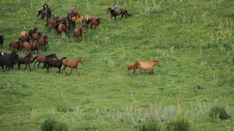 Horses 001 Stock-Footage 82541638