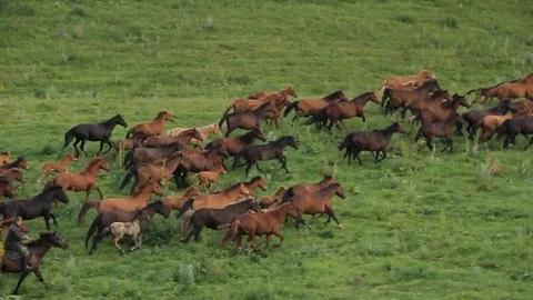 Horses 001 Stock Footage 82541673