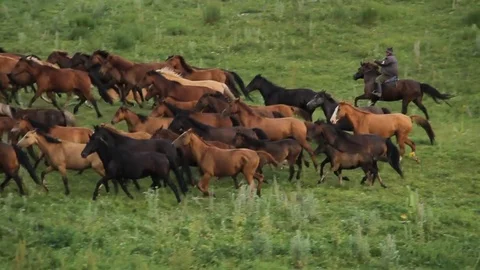 Horses 001 Stock Footage 82541736