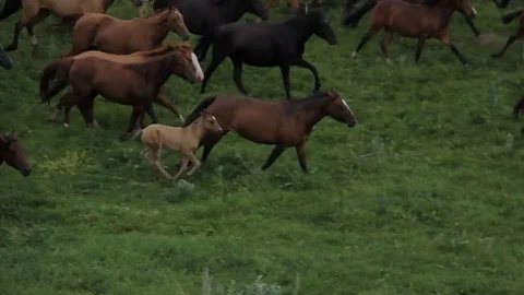Horses 001 Stock Footage 82553535