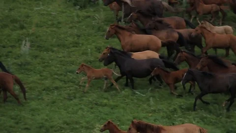 Horses 001 Stock Footage 82553619