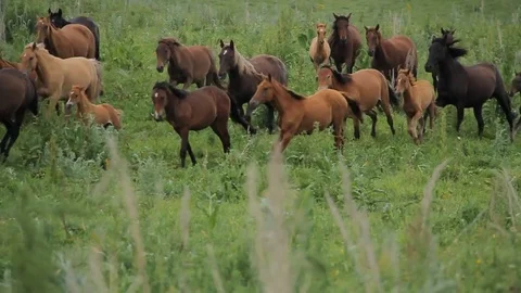 Horses 001 Video stock 82553636