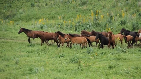 Horses 001 Stock Footage 82553675
