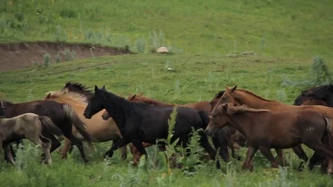 Horses 001 Stock Footage 82553683