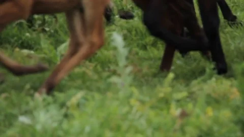 Horses 001 Stock Footage 82553739