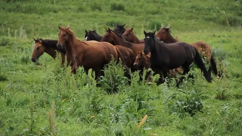 Horses 001 Stock Footage 82553767