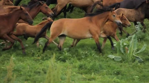 Horses 001 Stock Footage 82553778