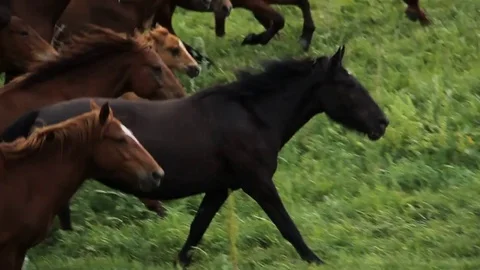 Horses 001 Stock Footage 82553802