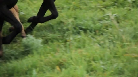 Horses 001 Video stock 82553821