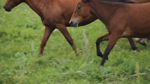 Horses 001 Stock Footage 82553830