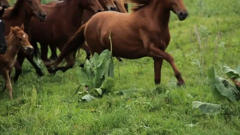 Horses 001 Stock Footage 82553872