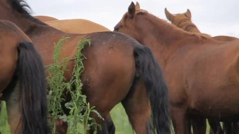 Horses 001 Stock Footage 82553891