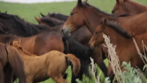 Horses 001 Stock Footage 82553896