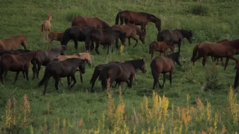 Horses 001 Stock Footage 82553907