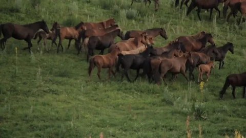 Horses 001 Stock Footage 82553943