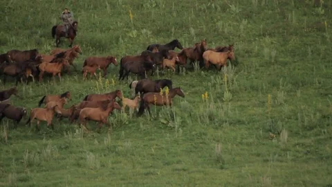 Horses 001 Stock Footage 82553981
