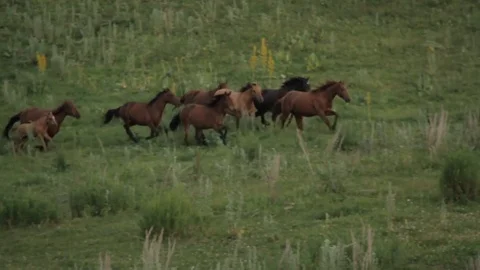 Horses 001 Stock-Footage 82553992