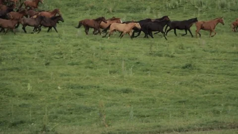 Horses 001 Stock Footage 82554021